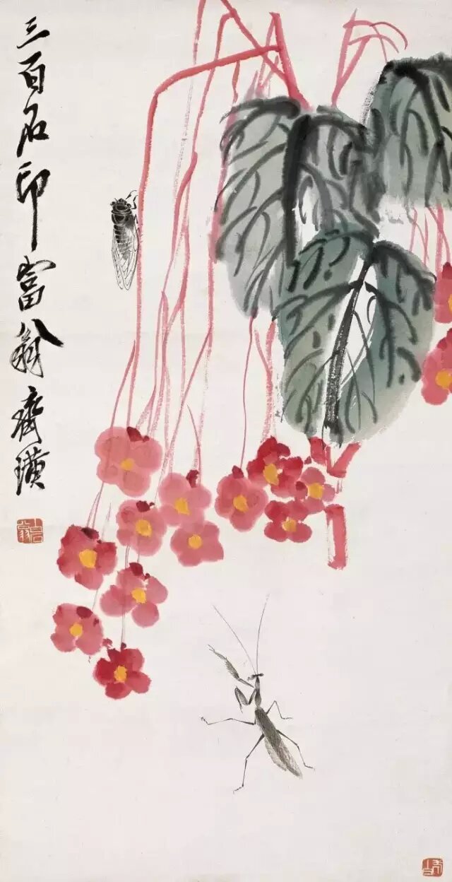 芋叶海棠
